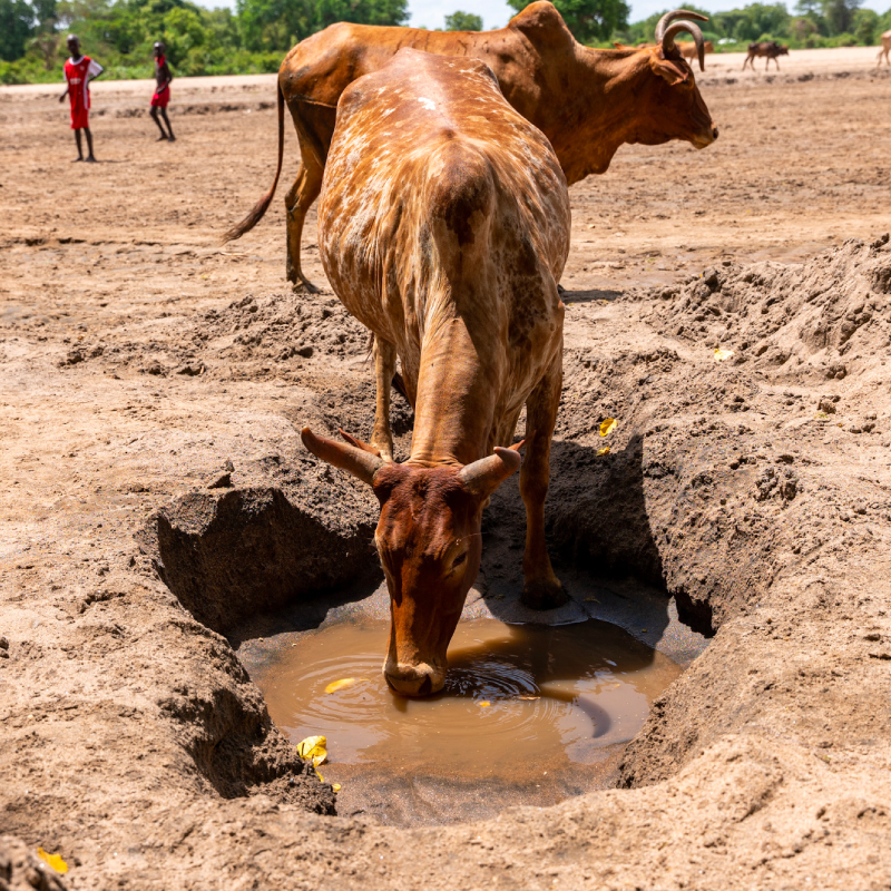 Community Livelihoods